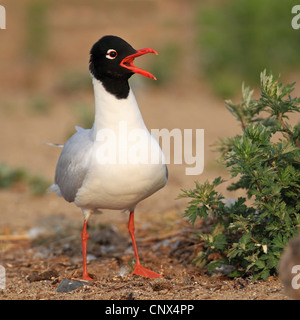 mediterrane Möwe (Larus Melanocephalus), Altvogel mit der Aufforderung, Deutschland, Nordrhein-Westfalen Stockfoto