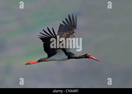 Schwarzstorch (Ciconia Nigra), fliegen, Griechenland, Lesbos Stockfoto