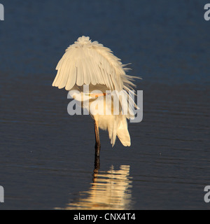 Silberreiher, Silberreiher (Egretta Alba, Casmerodius Albus, Ardea Alba), stehen im flachen Wasser Reinigung das Gefieder, Niederlande, Friesland Stockfoto