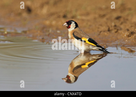 Eurasische Stieglitz (Zuchtjahr Zuchtjahr), Spiegelbild im Wasser, Griechenland, Kerkini-See Stockfoto