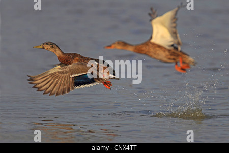 Stockente (Anas Platyrhynchos), paar, Niederlande, Flevoland fliegen Stockfoto