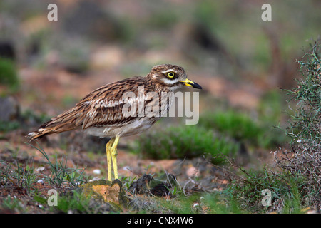 Stein-Brachvogel (Burhinus Oedicnemus), stehend, Kanarische Inseln, Lanzarote Stockfoto