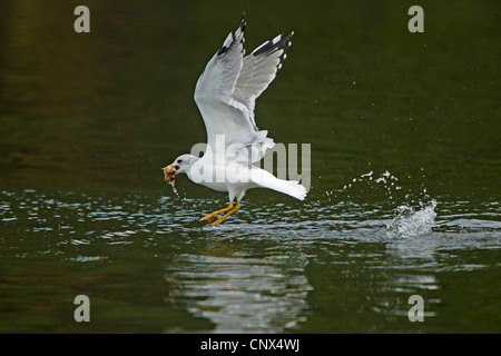 MEW Gull (Larus Canus), fangen einen Fisch, Deutschland, Mecklenburg-Vorpommern Stockfoto