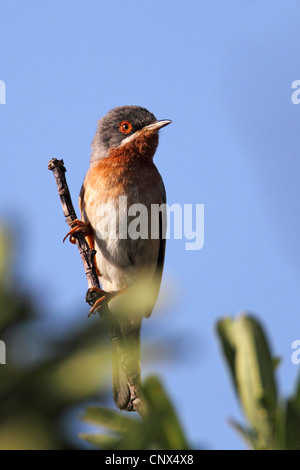 subalpine Grasmücke (Sylvia Cantillans), Männlich, Griechenland, Lesbos Stockfoto