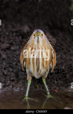 kleine Rohrdommel (Ixobrychus Minutus), Weiblich, Rohrdommel-wie Haltung, Griechenland, Lesbos Stockfoto