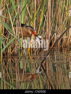 Zwergdommel (Ixobrychus Minutus), Männchen mit einem Frosch im Schnabel aus Schilf, Griechenland, Kerkini-See gefangen Stockfoto