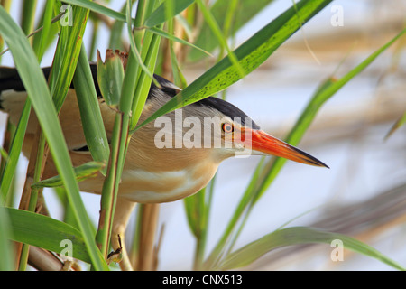 Zwergdommel (Ixobrychus Minutus), lauern für männliche Opfer am Rande der Reed-Zone, Griechenland, Kerkini-See Stockfoto