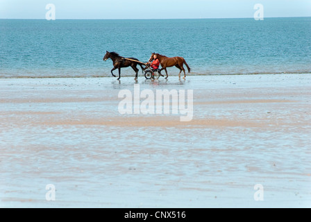 inländische Pferd (Equus Przewalskii F. Caballus), Mann sitzt in einem Sulky von Reiten am Strand mit einem zweiten walking neben Frankreich Vendee gezogen Stockfoto