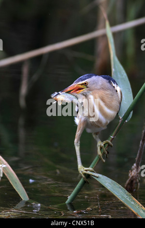 Zwergdommel (Ixobrychus Minutus), männliche am Rande der Reed-Zone mit einem Fisch im Schnabel, Griechenland, Kerkini-See Stockfoto