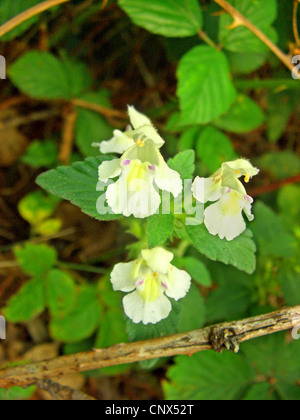 Downy Hanf-Brennessel (Galeopsis Segetum), blühen, Deutschland Stockfoto