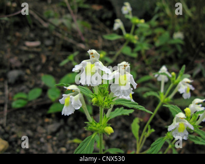 Downy Hanf-Brennessel (Galeopsis Segetum), blühen, Deutschland Stockfoto