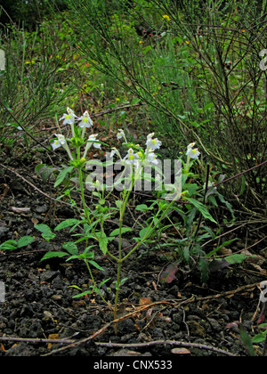 Downy Hanf-Brennessel (Galeopsis Segetum), blühen, Deutschland Stockfoto