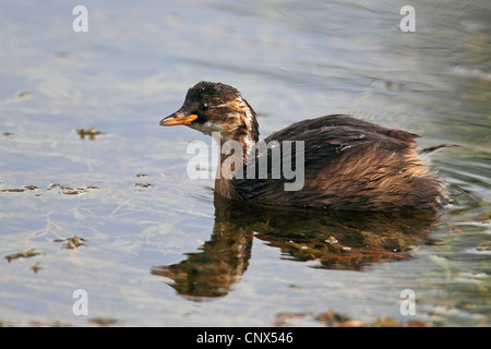 wenig Grebe (Podiceps Ruficollis, Tachybaptus Ruficollis), juvenile Vogel, Griechenland, Kerkini-See Stockfoto