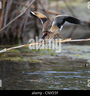 Zwergdommel (Ixobrychus Minutus), Weiblich, auf der Suche nach Nahrung, Griechenland, Kerkini-See Stockfoto