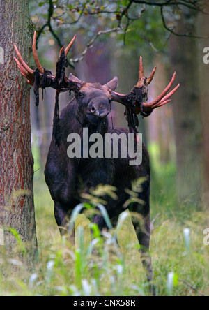 Elch, Europäischen Elch (Alces Alces Alces), Stier mit Stücken von Bast an das Geweih nach abreiben samt, Deutschland Stockfoto