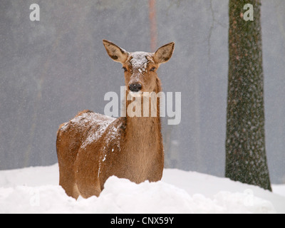 Rothirsch (Cervus Elaphus), Kuh stehend im hohen Schnee am Rand des verschneiten Wald, Deutschland, Sachsen Stockfoto