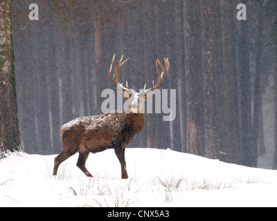 Rothirsch (Cervus Elaphus), Stier zu Fuß durch hohen Schnee am Rande eines Waldes, Deutschland, Sachsen Stockfoto