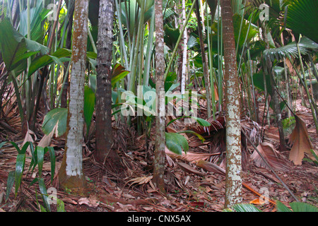 Coco de Mer, Double Coconut (Lodoicea Maldivica), Trunks, Seychellen, Praslin, Valle de Mai Nationalpark Stockfoto