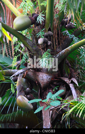 Coco de Mer, Double Coconut (Lodoicea Maldivica), auf einem Ast, Seychellen, Praslin Stockfoto