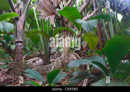 Coco de Mer, Double Coconut (Lodoicea Maldivica), Trunks, Seychellen, Praslin, Valle de Mai Nationalpark Stockfoto