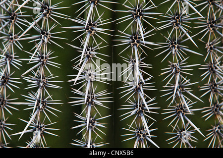 Eine Saguaro-Kaktus-Nahaufnahme. Stockfoto