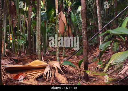 Coco de Mer, Double Coconut (Lodoicea Maldivica), Trunks, Seychellen, Praslin, Valle de Mai Nationalpark Stockfoto