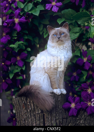 Heiligen Katze von Birma, Birma (Felis Silvestris F. Catus), sitzen auf Baum Stub vor violett blühende clematis Stockfoto