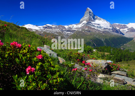 Rost-leaved Alpenrose (Rhododendron Ferrugineum), Blick auf das Matterhorn mit Alpenrosen im Vordergrund, Schweiz, Wallis im Sommer Stockfoto