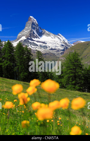 Globeflower (Trollblume Europaeus), blühen vor Matterhorn, Schweiz, Wallis Stockfoto