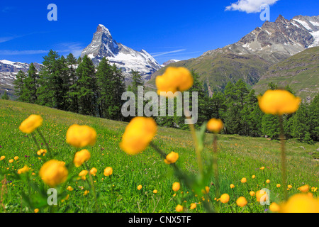 Globeflower (Trollblume Europaeus), blühen vor Matterhorn, Schweiz, Wallis Stockfoto