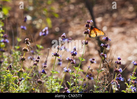 Ein Monarchfalter, klammerte sich an eine Blume, Phoenix Desert Botanical Garden, Arizona. Stockfoto