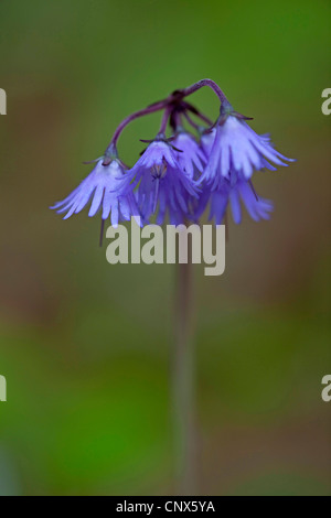 Mondrauten (Soldanella Montana), blühen, Deutschland Stockfoto