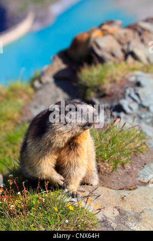 Alpine Murmeltier (Marmota Marmota), sitzt in einer Bergwiese vor einem schwindelerregenden Blick in ein Tal mit einem Fluss, Österreich, Nationalpark Hohe Tauern Stockfoto