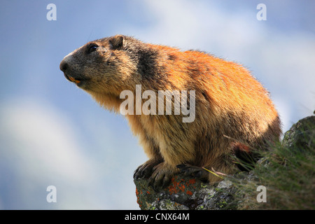Alpine Murmeltier (Marmota Marmota), sitzt auf einem Felsvorsprung, bewachsen mit Flechten, Österreich, Nationalpark Hohe Tauern Stockfoto
