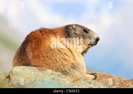 Alpine Murmeltier (Marmota Marmota), sitzt auf einem Felsen Sporn, Österreich, Nationalpark Hohe Tauern Stockfoto