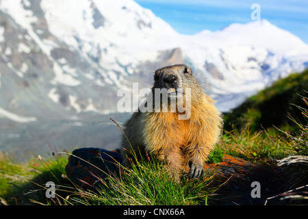 Alpen-Murmeltier (Marmota Marmota), in einer Bergwiese vor Panorama-Blick auf Gebirge und in einem Gletscher-Tal, Österreich, Nationalpark Hohe Tauern Stockfoto