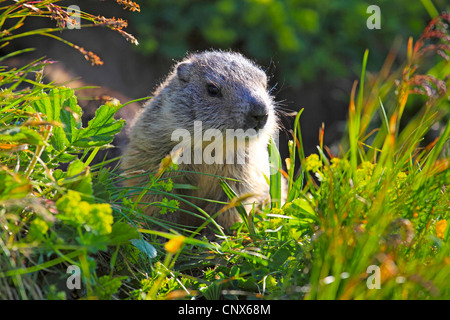 Alpen-Murmeltier (Marmota Marmota), Jungtier, sitzen in einer Bergwiese, Österreich, Nationalpark Hohe Tauern Stockfoto