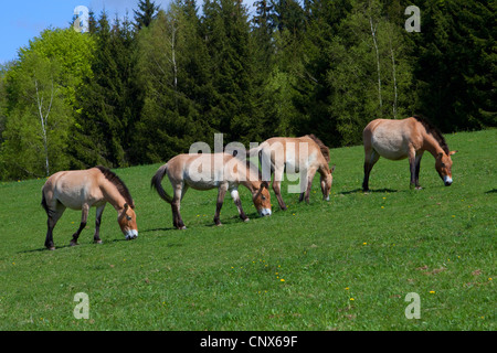 Przewalski Pferd (Equus Przewalski), Weiden, Deutschland, Bayern, Nationalpark Bayerischer Wald Stockfoto