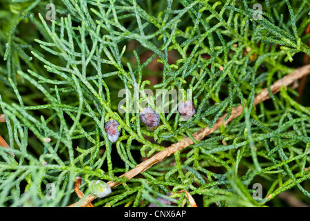 Chinesischer Wacholder (Juniperus Chinensis), Zweig mit Beeren Stockfoto