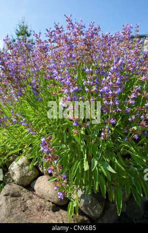 gemeinsamen Salbei, Küche Salbei (Salvia Officinalis), in einem Garten blühen Stockfoto