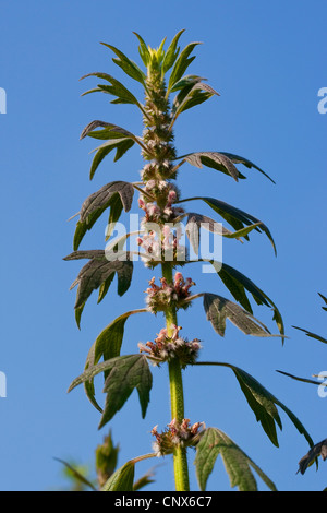 gemeinsamen Motherwort (Herzgespann Cardiaca), blühen, Deutschland Stockfoto