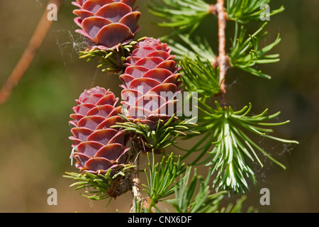 gemeinsamen Lärche, Lärche (Larix Decidua, Larix Europaea), Zweig mit jungen Zapfen, Deutschland Stockfoto