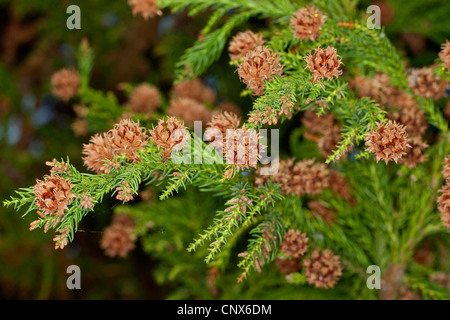 Japanische Zeder (Cryptomeria Japonica), Zweig mit Zapfen Stockfoto