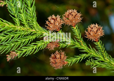 Japanische Zeder (Cryptomeria Japonica), Zweig mit Zapfen Stockfoto