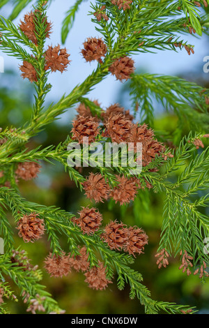 Japanische Zeder (Cryptomeria Japonica), Zweig mit Zapfen Stockfoto