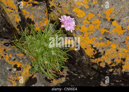 Meer Sparsamkeit, westlichen Sparsamkeit (Armeria Maritima), auf einem kostalen Felsen Stockfoto