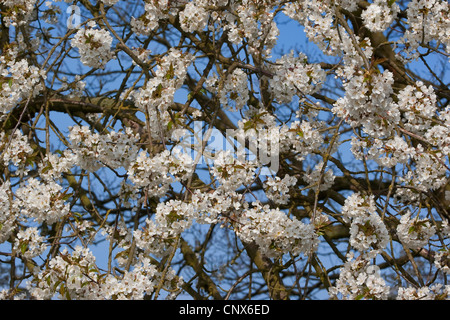 Wildkirsche, Süßkirsche, Gean, Mazzard (Prunus Avium), blühende Zweige, Deutschland Stockfoto