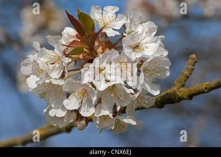 Wildkirsche, Süßkirsche, Gean, Mazzard (Prunus Avium), blühenden Zweig, Deutschland Stockfoto
