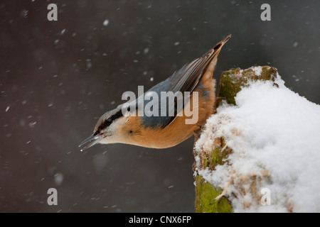 Eurasische Kleiber (Sitta Europaea), sitzt auf einem hölzernen Pfosten bei Schneefall, Deutschland Stockfoto