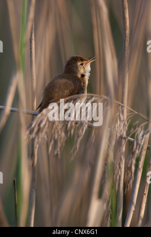 Rohrsänger (Acrocephalus Scirpaceus), singt im Schilf, Deutschland Stockfoto